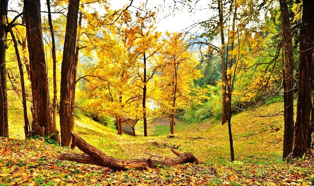 晚秋一抹耀眼金黃，唯美秋天風景圖片！