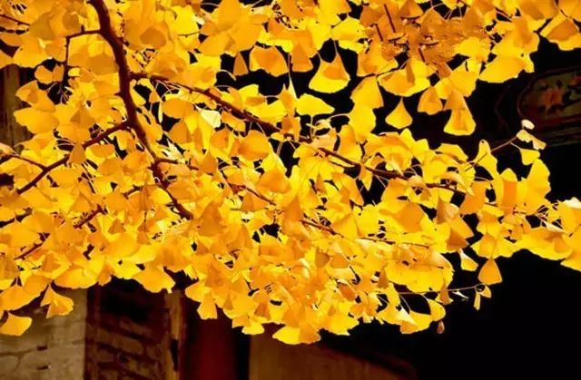 晚秋一抹耀眼金黃，唯美秋天風景圖片！