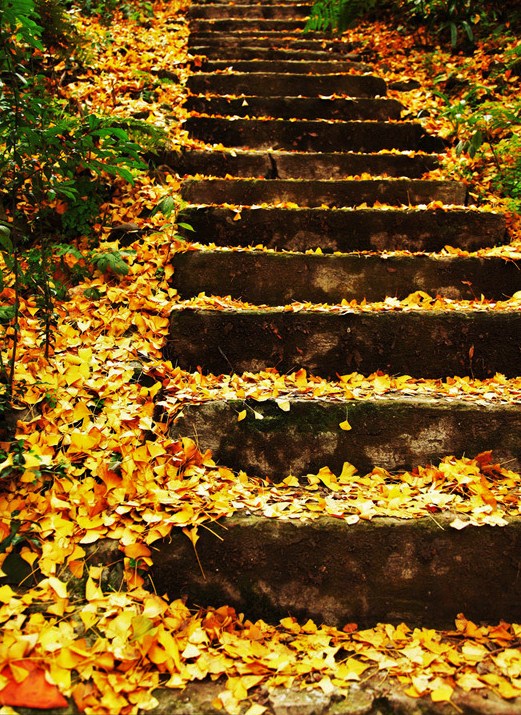 晚秋一抹耀眼金黃，唯美秋天風景圖片！