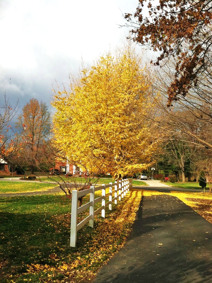 晚秋一抹耀眼金黃，唯美秋天風景圖片！