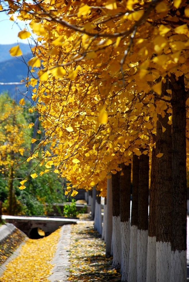 晚秋一抹耀眼金黃，唯美秋天風景圖片！