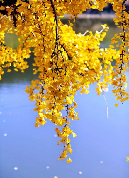 晚秋一抹耀眼金黃，唯美秋天風景圖片！