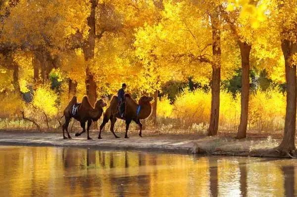 美呆了！祖國的秋色盡收眼底