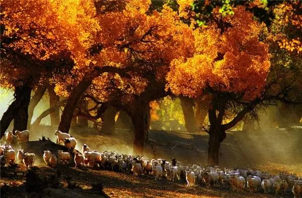 美呆了！祖國的秋色盡收眼底