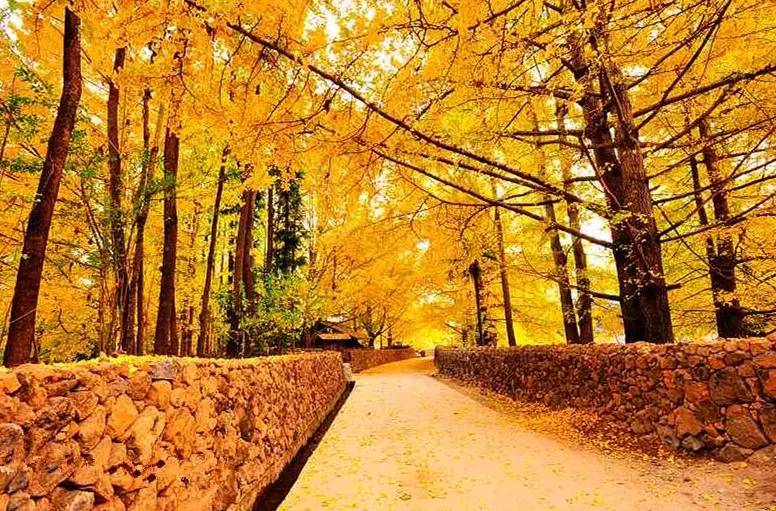 美呆了！祖國的秋色盡收眼底