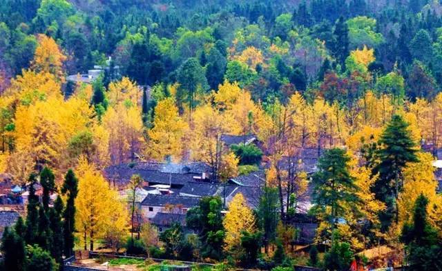 美呆了！祖國的秋色盡收眼底