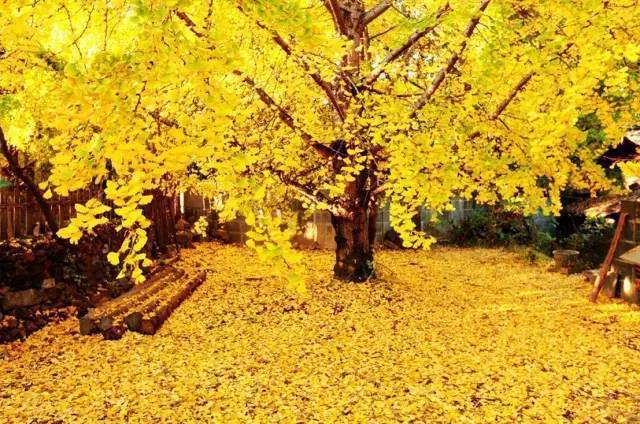 美呆了！祖國的秋色盡收眼底