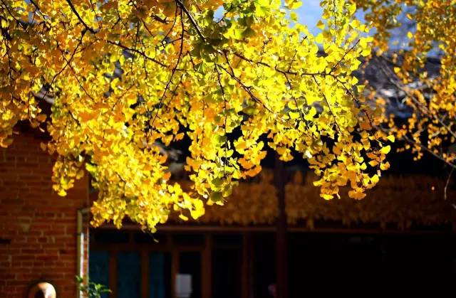 美呆了！祖國的秋色盡收眼底