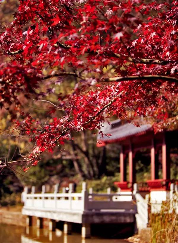 美呆了！祖國的秋色盡收眼底