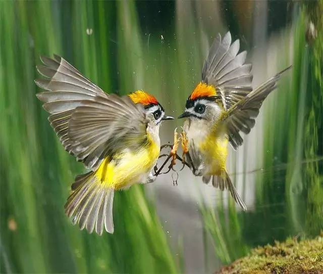 唯美風(fēng)景圖片：春天充滿生機(jī)的鳥語(yǔ)花香！