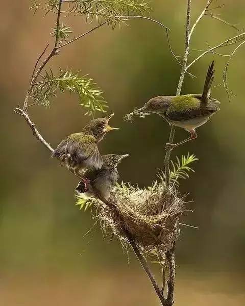 唯美風(fēng)景圖片：春天充滿生機(jī)的鳥語(yǔ)花香！