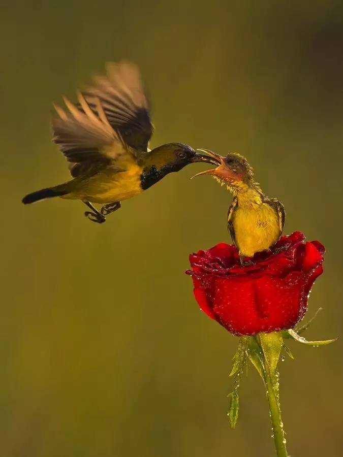 唯美風(fēng)景圖片：春天充滿(mǎn)生機(jī)的鳥(niǎo)語(yǔ)花香！