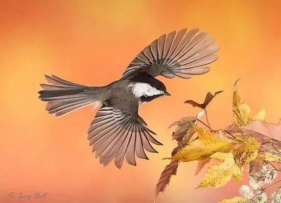 唯美風(fēng)景圖片：春天充滿生機(jī)的鳥語(yǔ)花香！