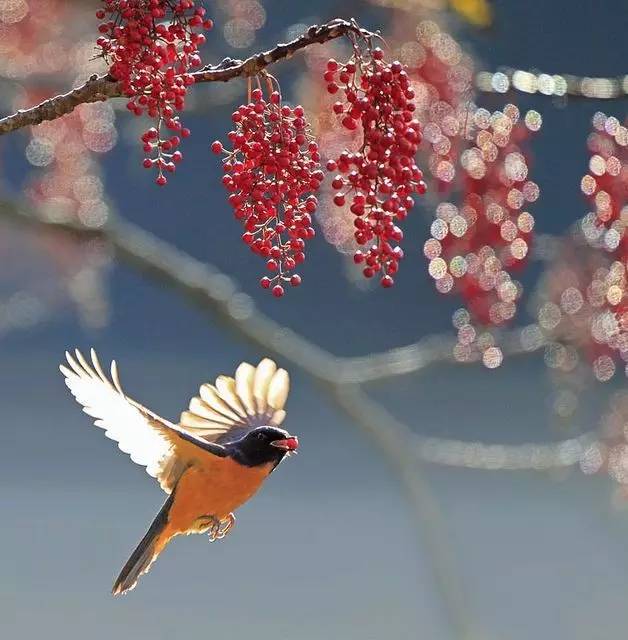 唯美風(fēng)景圖片：春天充滿(mǎn)生機(jī)的鳥(niǎo)語(yǔ)花香！