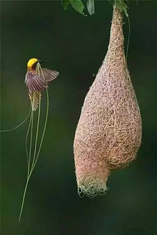 唯美風(fēng)景圖片：春天充滿(mǎn)生機(jī)的鳥(niǎo)語(yǔ)花香！