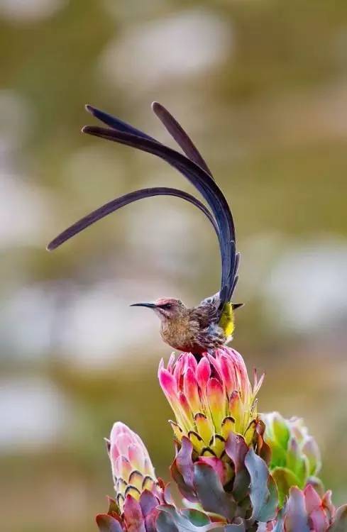 唯美風(fēng)景圖片：春天充滿生機(jī)的鳥語(yǔ)花香！