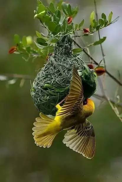 唯美風(fēng)景圖片：春天充滿生機(jī)的鳥語(yǔ)花香！