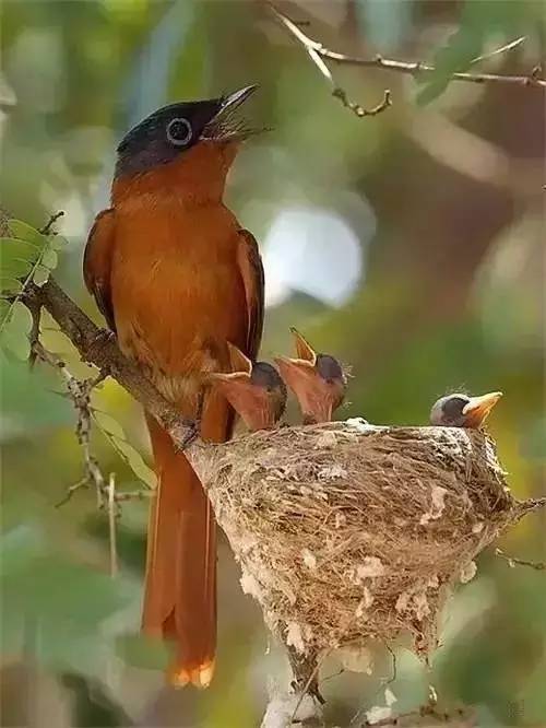 唯美風(fēng)景圖片：春天充滿生機(jī)的鳥語(yǔ)花香！