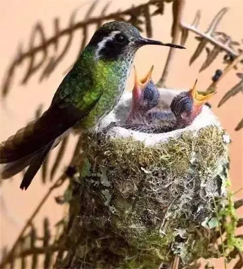 唯美風(fēng)景圖片：春天充滿生機(jī)的鳥語(yǔ)花香！