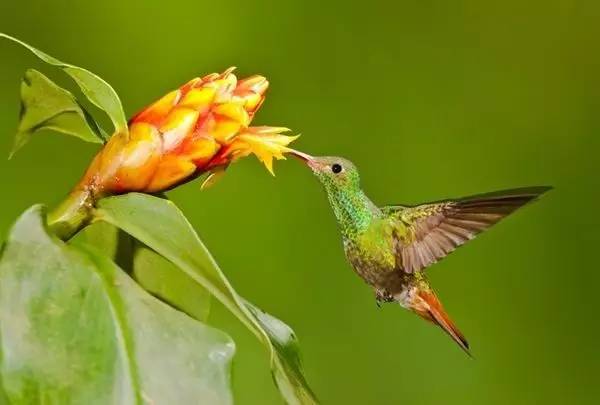 唯美風(fēng)景圖片：春天充滿(mǎn)生機(jī)的鳥(niǎo)語(yǔ)花香！