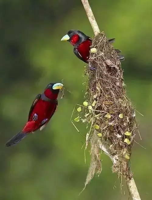 唯美風(fēng)景圖片：春天充滿生機的鳥語花香！