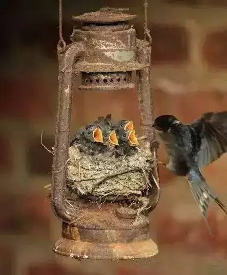 唯美風(fēng)景圖片：春天充滿生機的鳥語花香！