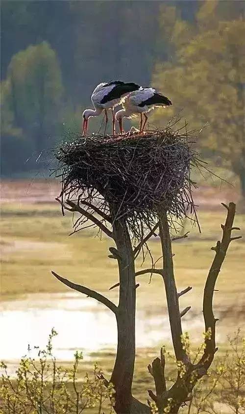 唯美風(fēng)景圖片：春天充滿生機的鳥語花香！