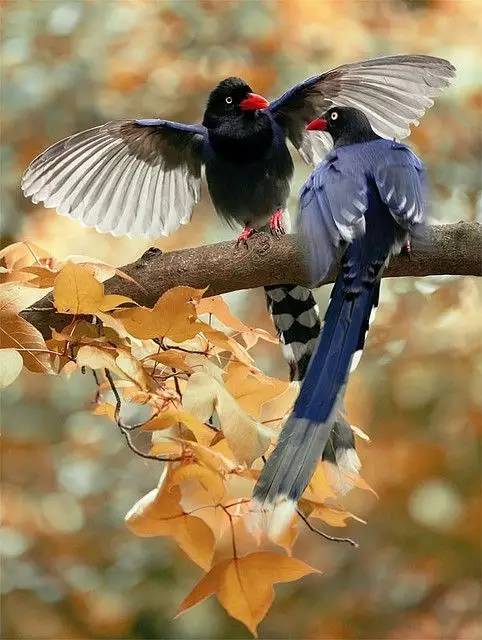 唯美風(fēng)景圖片：春天充滿生機的鳥語花香！