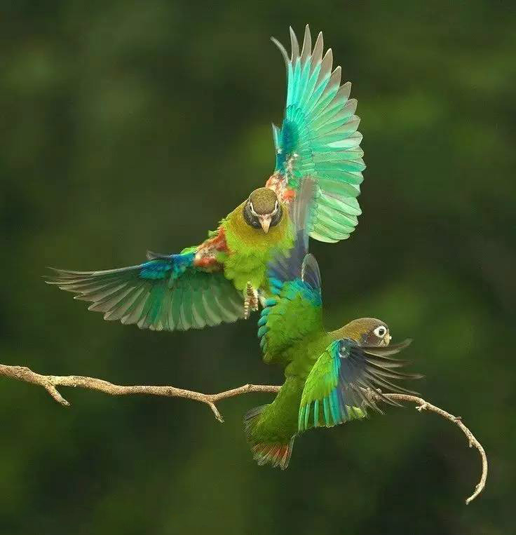 唯美風(fēng)景圖片：春天充滿生機(jī)的鳥語(yǔ)花香！