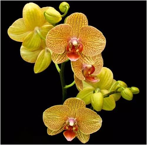 清新淡然極品蘭花風(fēng)景攝影美哉！