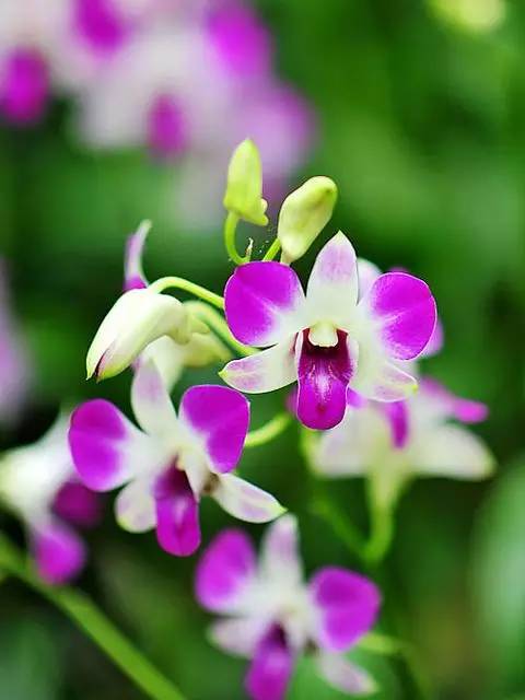 清新淡然極品蘭花風(fēng)景攝影美哉！