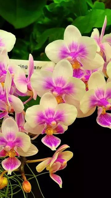 清新淡然極品蘭花風(fēng)景攝影美哉！