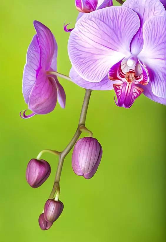 清新淡然極品蘭花風(fēng)景攝影美哉！