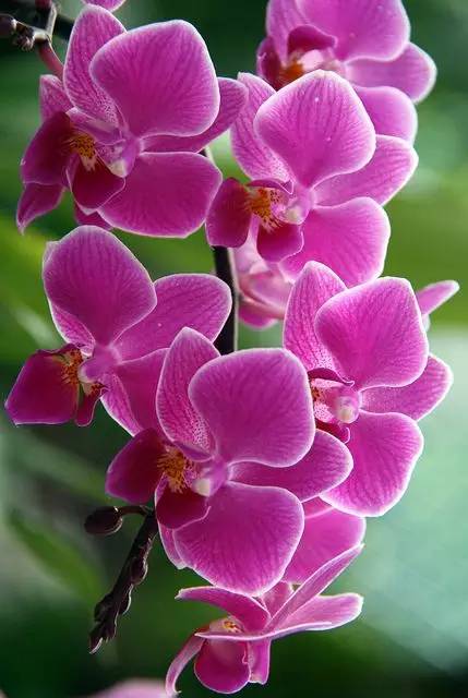 清新淡然極品蘭花風(fēng)景攝影美哉！