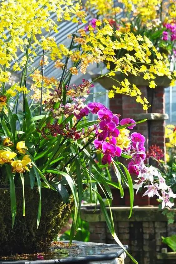 清新淡然極品蘭花風(fēng)景攝影美哉！