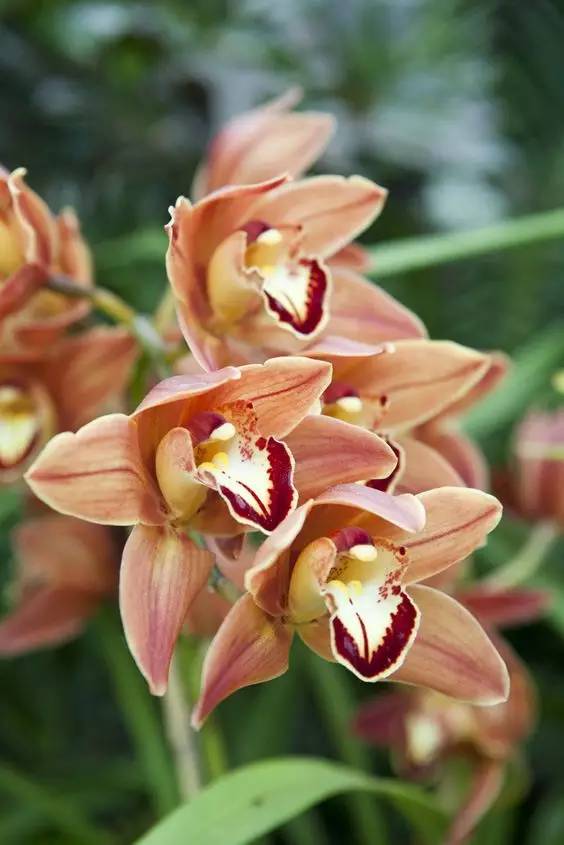 清新淡然極品蘭花風(fēng)景攝影美哉！