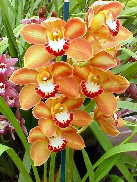 清新淡然極品蘭花風景攝影美哉！