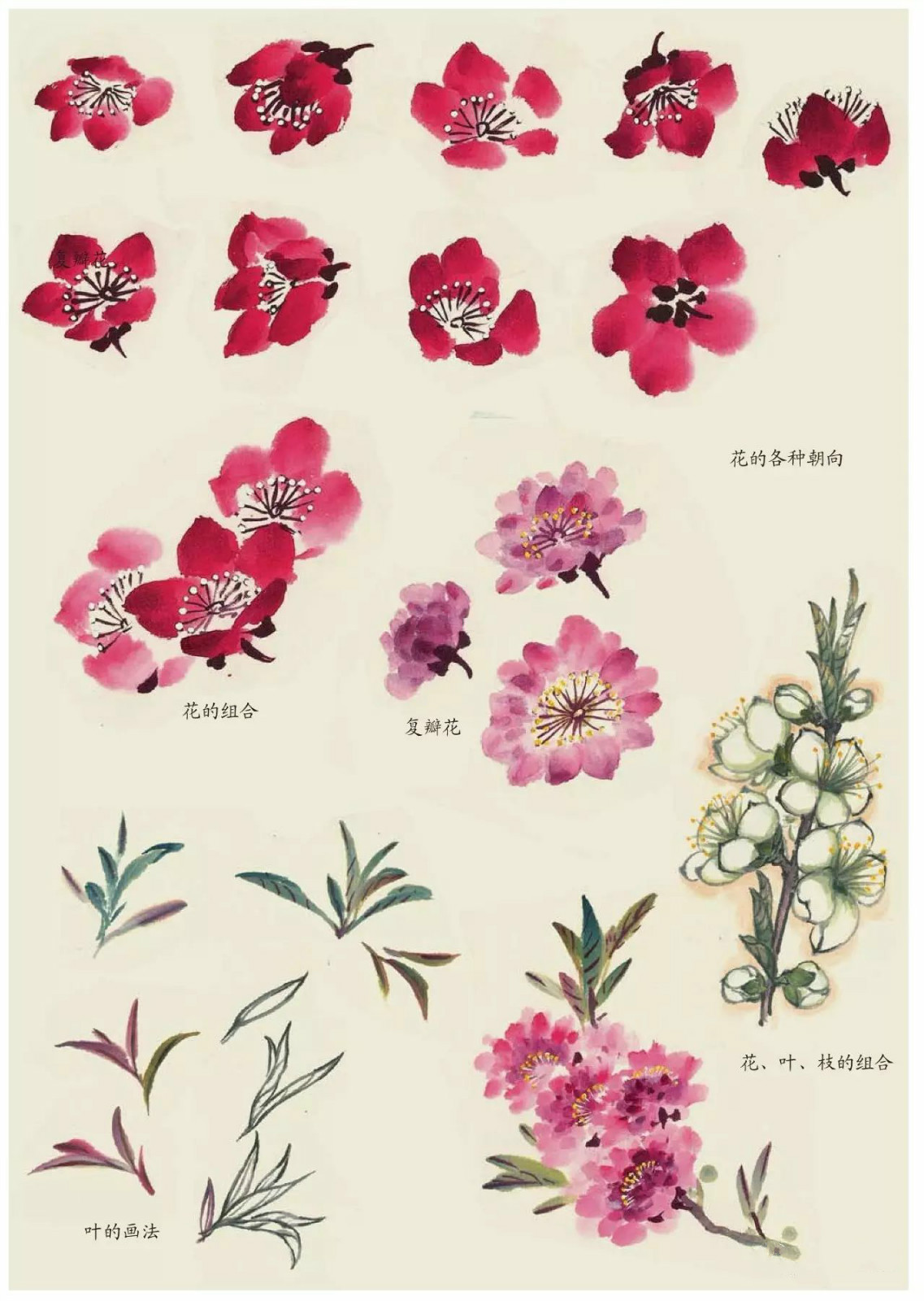 國畫技法：超詳細(xì)的國畫各種花卉畫法大全!