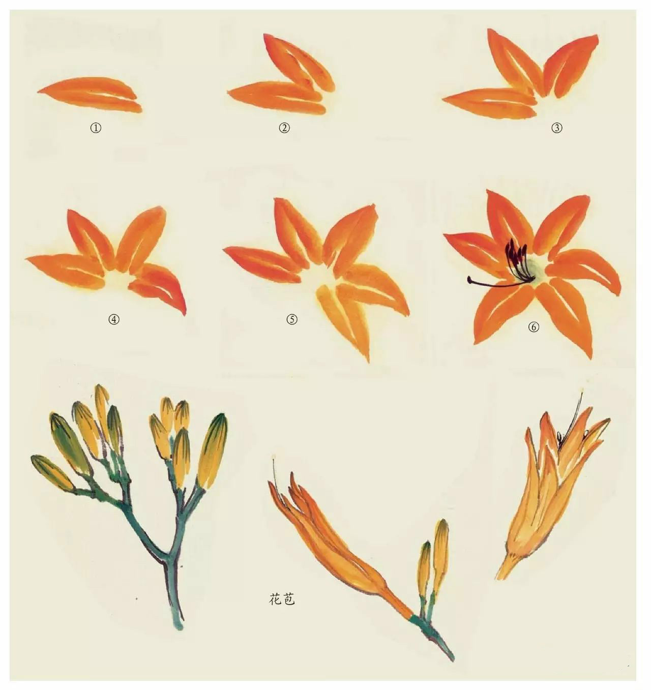 國畫技法：超詳細(xì)的國畫各種花卉畫法大全!