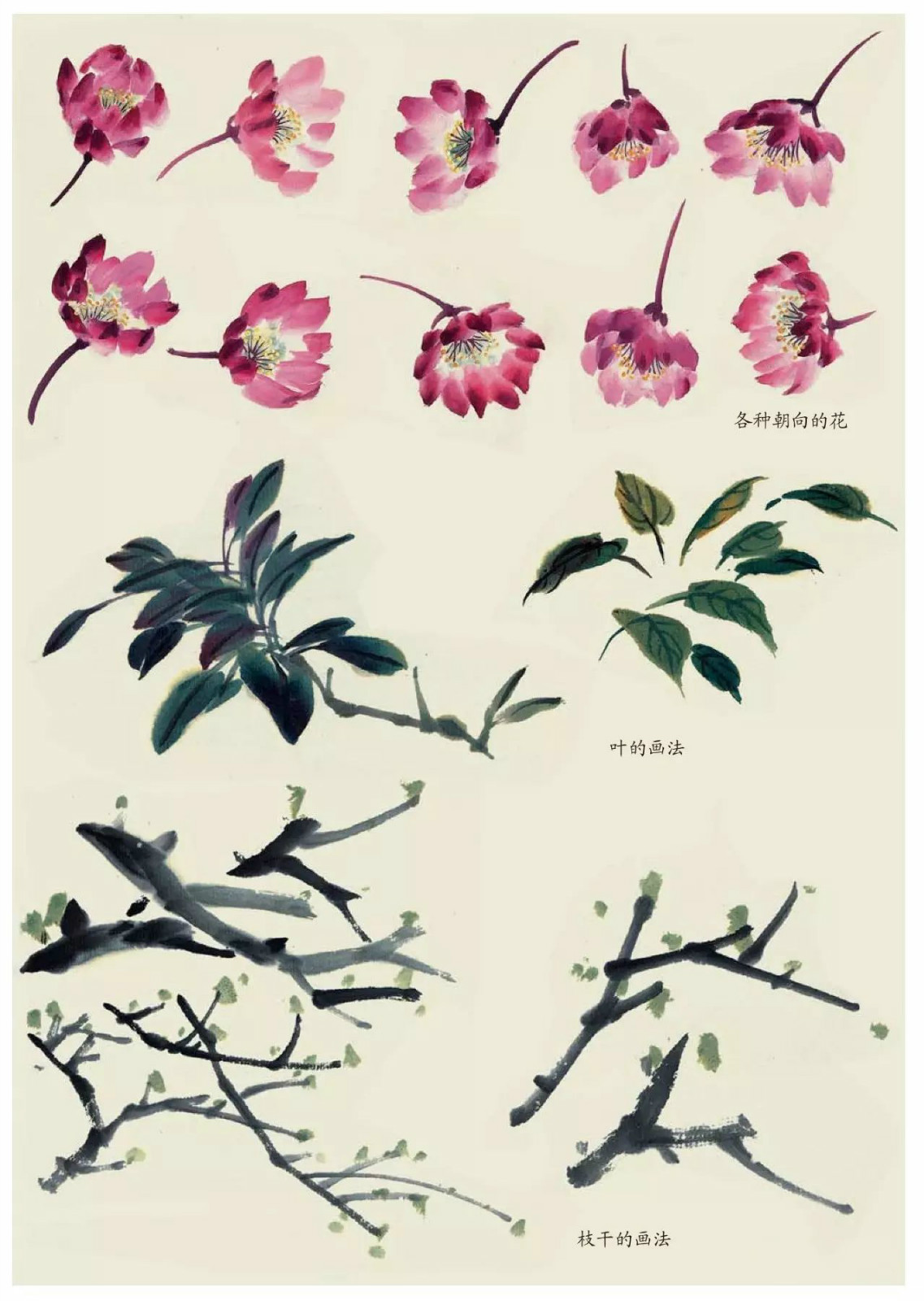 國(guó)畫(huà)技法：超詳細(xì)的國(guó)畫(huà)各種花卉畫(huà)法大全!
