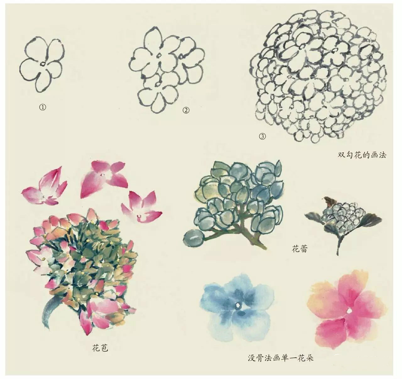 國(guó)畫(huà)技法：超詳細(xì)的國(guó)畫(huà)各種花卉畫(huà)法大全!
