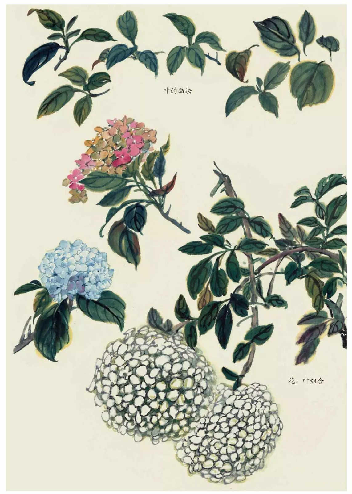 國(guó)畫(huà)技法：超詳細(xì)的國(guó)畫(huà)各種花卉畫(huà)法大全!