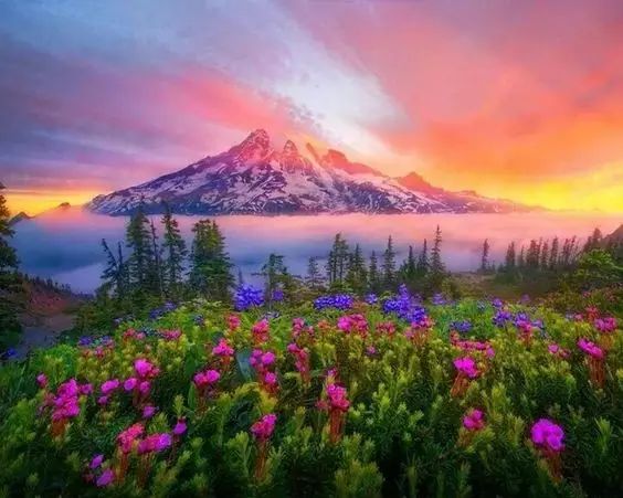 唯美風景圖片：春日黃昏一路芬芳