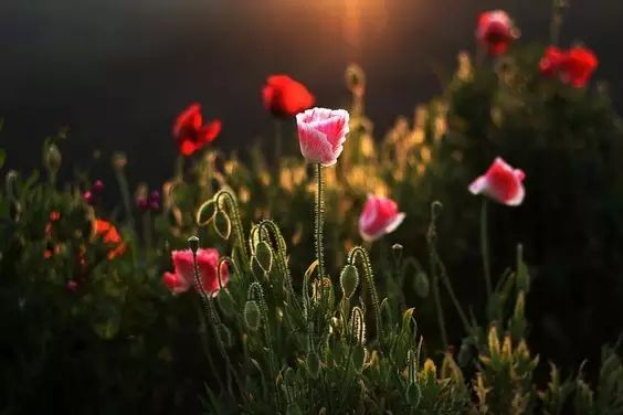 唯美風景圖片：春日黃昏一路芬芳