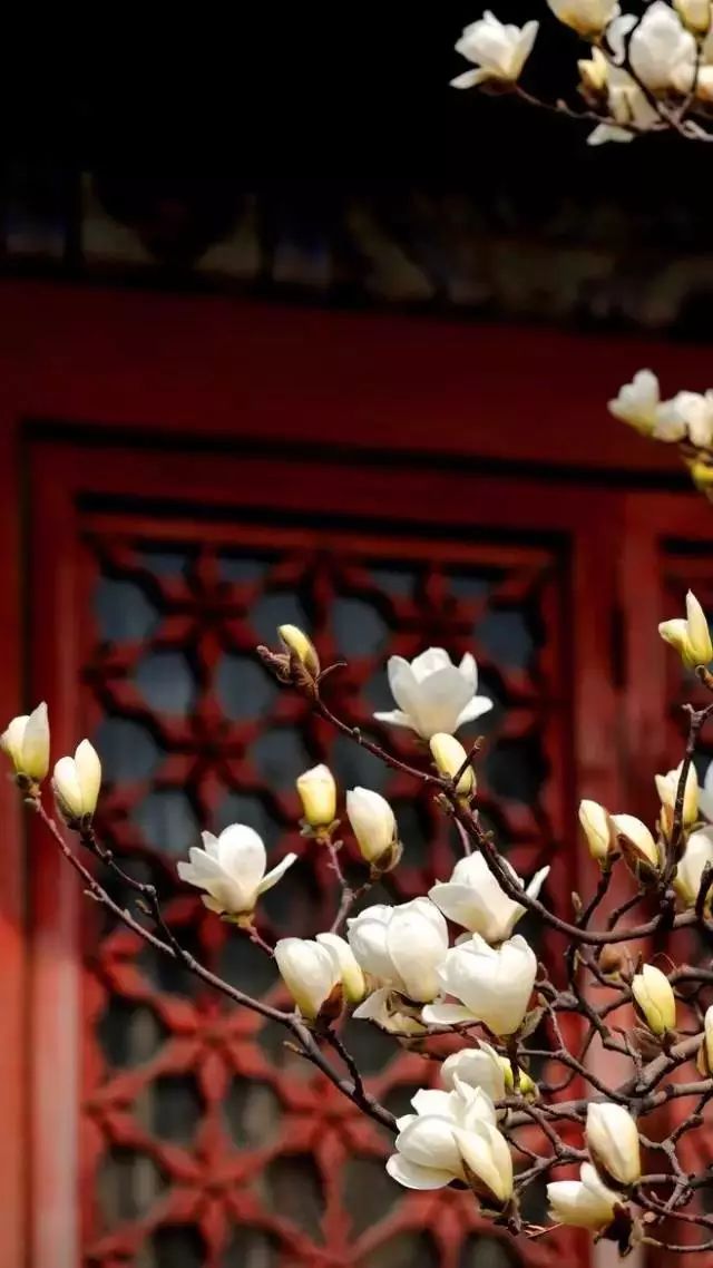 中式古窗：賞一窗花開盼一世安好