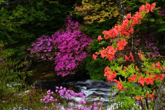 詩意風(fēng)景：一花一世界，一詩一情懷