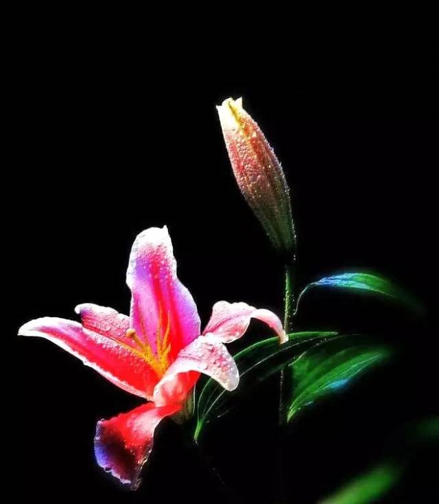 詩意風(fēng)景：一花一世界，一詩一情懷