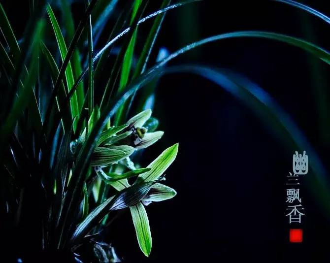 詩(shī)意風(fēng)景：一花一世界，一詩(shī)一情懷