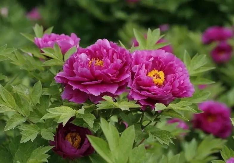 詩(shī)意風(fēng)景：一花一世界，一詩(shī)一情懷