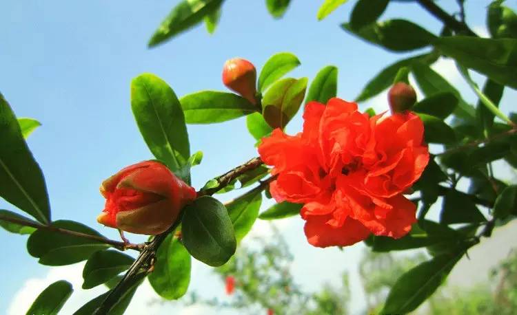 詩(shī)意風(fēng)景：一花一世界，一詩(shī)一情懷